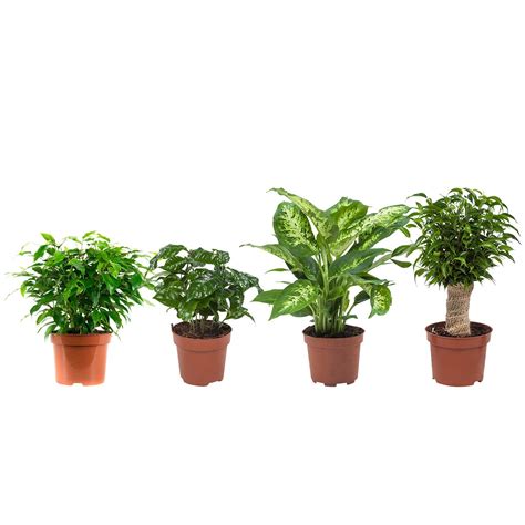 Buy Mix (Ficus x2, Coffee , Dieffenbachia compacta) | 4 s | house ...