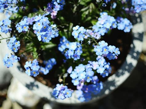 Can You Grow Forget Me Nots Indoors