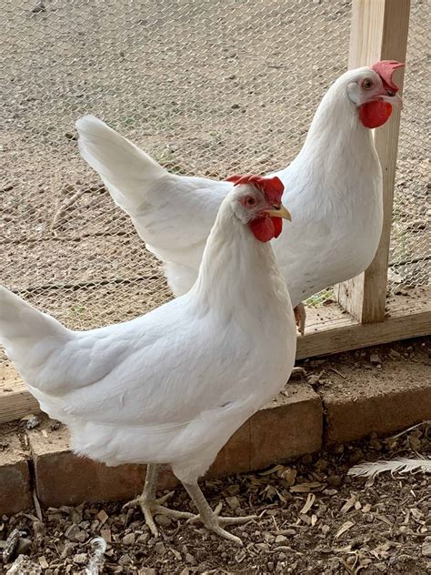 California White Chicken Breed – Best for Backyard Egg Laying