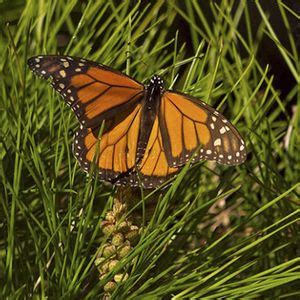 Monarchs & Mushrooms - Are They Here Yet?, Fiscalini Ranch Preserve ...