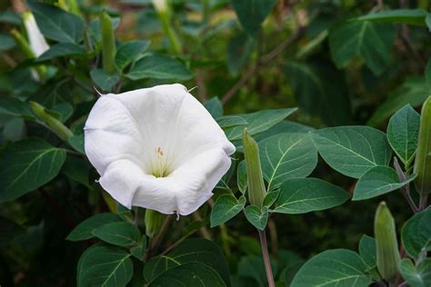 Moonflower: Plant Care & Growing Guide
