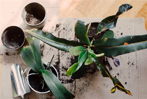 Best Houseplant Soil: Save Money & Your Houseplants by Mixing Your Own Soil