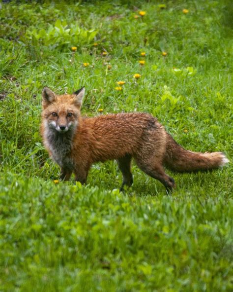 Fox in the rain (Upstate New York) : r/foxes