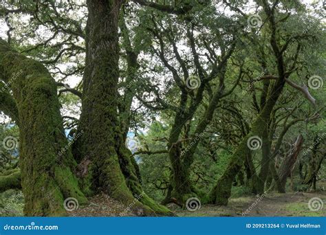 Ancient Canyon Live Oaks Via Ancient Oaks Trail Stock Photo - Image of ...
