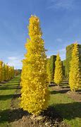 Image result for Gingko