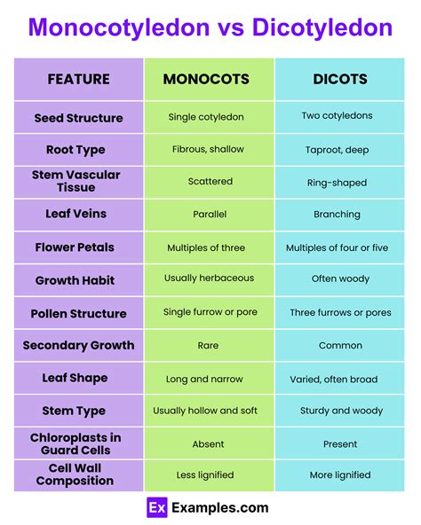 Examples Of Monocot And Dicot
