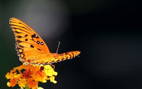 1536x864 wallpaper | yellow and black butterfly | Peakpx