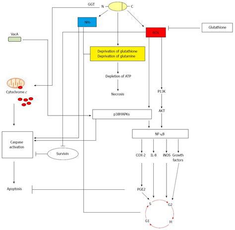 Helicobacter pylori gamma-glutamyl transpeptidase and its pathogenic role