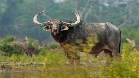 Wild Water Buffalo
