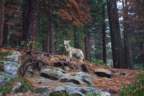 Wildlife In Yosemite National Park