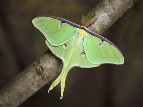 Moth Ball, 149 Natures Way, Quechee, VT, United States, Vermont 05059 ...