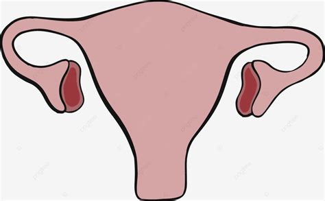 generate a vagina image