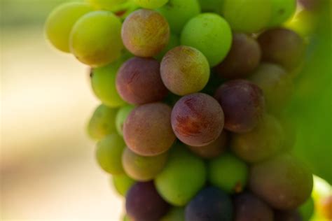 Sunshine Mountain Winery - San Marcos, CA