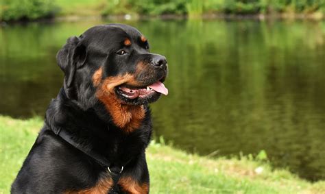 Lifespan Of Rottweiler