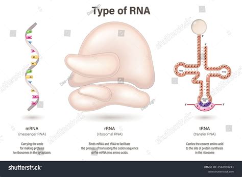 Types Rna Vector Messenger Rna Mrna Stock Vector (Royalty Free) 2562930241 | Shutterstock