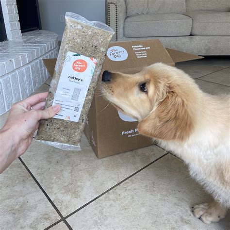 Ollie vs. The Farmer's Dog: The Fight for The Best Dog Food Delivery ...