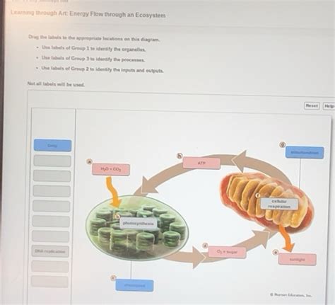 Solved: Learning through Art: Energy Flow through an Ecosystem Drag the ...