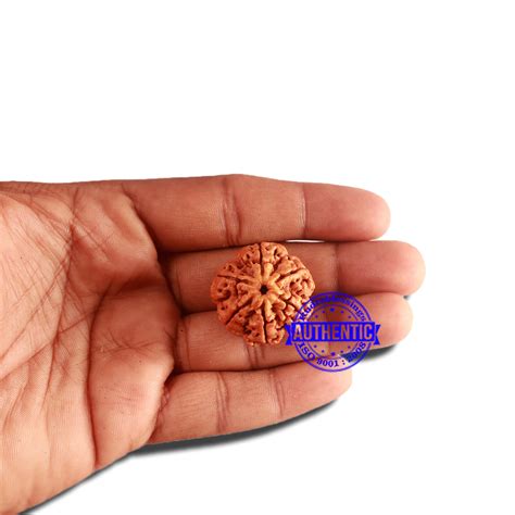 6 Mukhi Rudraksha from Nepal - Bead No. 405 – Rudra and Sons