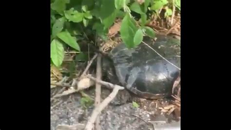 Snapping Turtle Attack 的图像结果