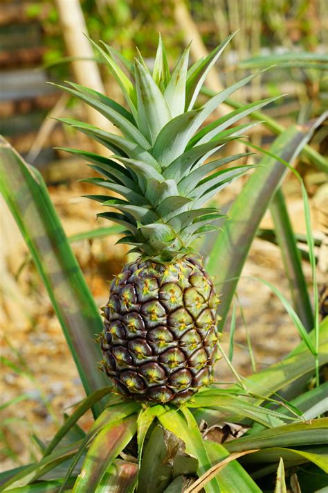 Where Do Pineapple Flowers Grow at Gary Delariva blog