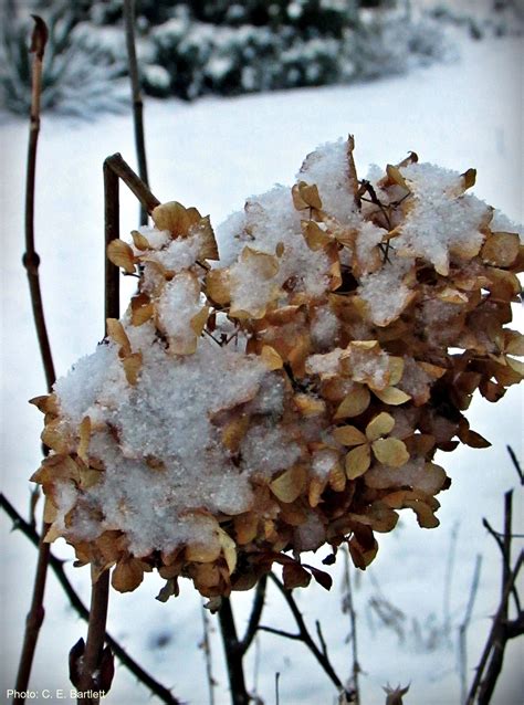 Hydrangea in Winter
