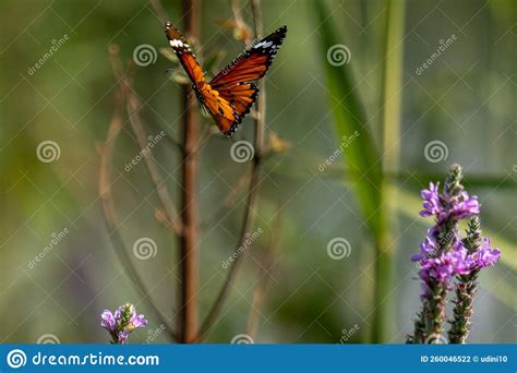 Monarch Butterfly on a Flower Stock Photo - Image of flower, macro ...