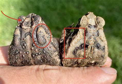 PSA for Floridians: native Southern toad vs invasive Cane toad : r/herpetology