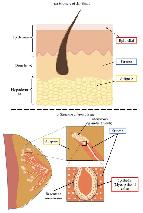 The Effects of Ionising and Non-Ionising Electromagnetic Radiation on ...
