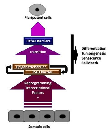 Image result for All Is One Reprogramming
