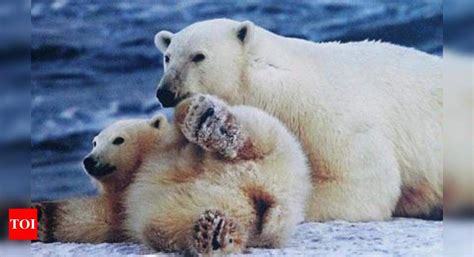 Genetic adaptation key to polar bears staying warm - Times of India
