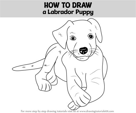 Image result for Labrador Drawing Tutorial