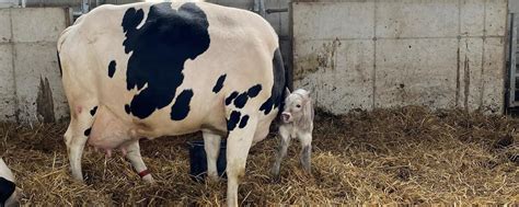 Zucht in der Praxis: Ist INRA 95 das Wunder-Fleischrind der Zukunft ...