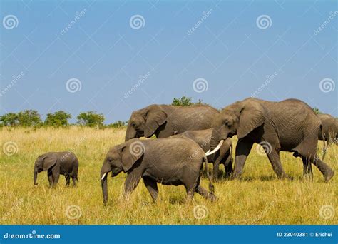A Group of Elephants at Masai Mara Stock Image - Image of babies ...