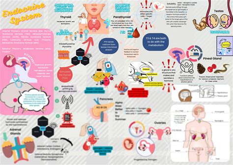 Crash Course Endocrine System 的图像结果
