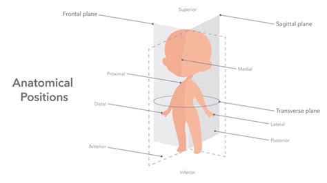 Image result for Anatomical Position Explained