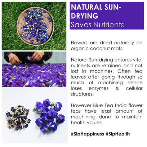 Buy BLUE TEA - Blue Tea Indian Chai Masala - HANDCRAFTED 12 Pyramid Tea ...