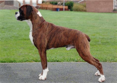 Boxers Dog Breed - Personality and Facts - Dog Dwell
