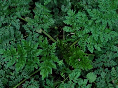 Hemlock, Poison Parsley, Conium maculatum