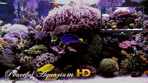 Bildergebnis für fire tv aquarium