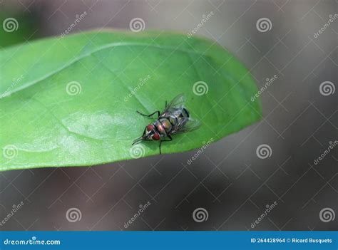 A Calliphoridae Carrion Fly Rubbing Hands on a Leaf Stock Photo - Image ...