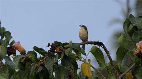 Birding from the balcony: 10 birds you can spot in Bengaluru right now ...
