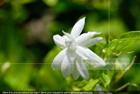 Jasminum Auriculatum Multipetals | adukku mullai