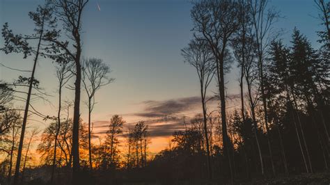 Download wallpaper 3840x2160 trees, trunks, branches, silhouettes, sky ...