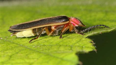 Do Fireflies (Lightning Bugs) Bite or Sting? - A-Z Animals