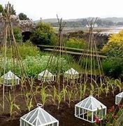 Image result for Victorian Cloches Garden
