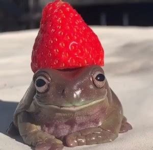 Image result for Toad Light Meme