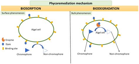 Phycoremediation of Synthetic Dyes Laden Textile Wastewater and ...