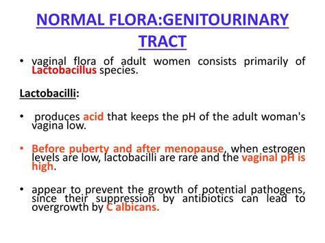 What Is Urogenital Flora In Urine Culture at Doris Rhames blog