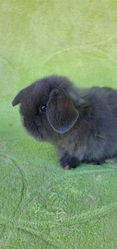 Image result for Holland Lop Characteristics