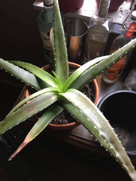 Lowest leaves on aloe drying up and sunburn won’t heal... : r/succulents